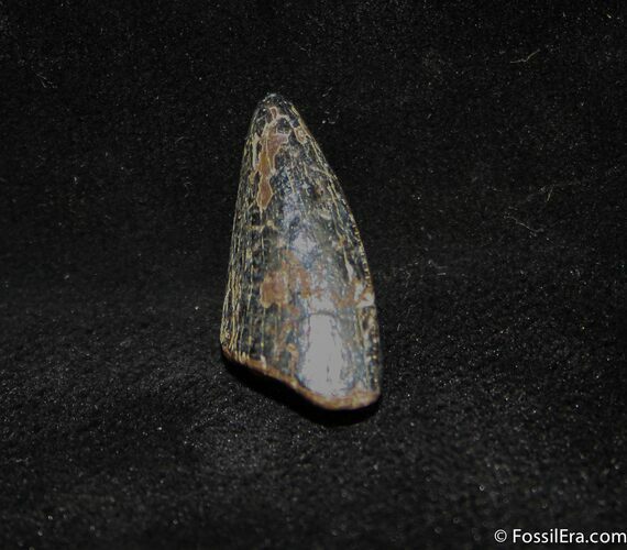 Inch Partial Tyrannosaurid Tooth, T-Rex #1270